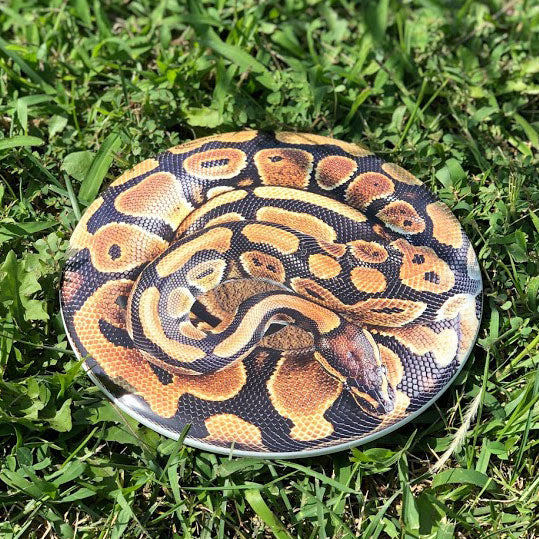 Snake Supercolor Discraft ESP Buzzz